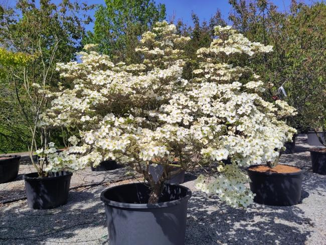 Cornus florida 'White Cloud'