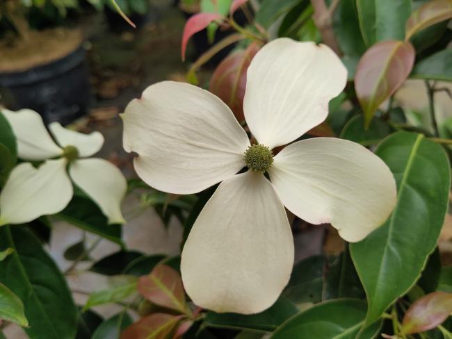 Cornus hongkongensis