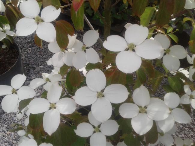 Cornus hongkongensis