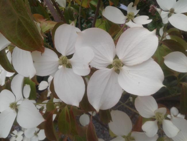 Cornus hongkongensis