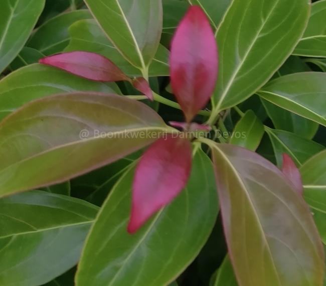 Cornus hongkongensis