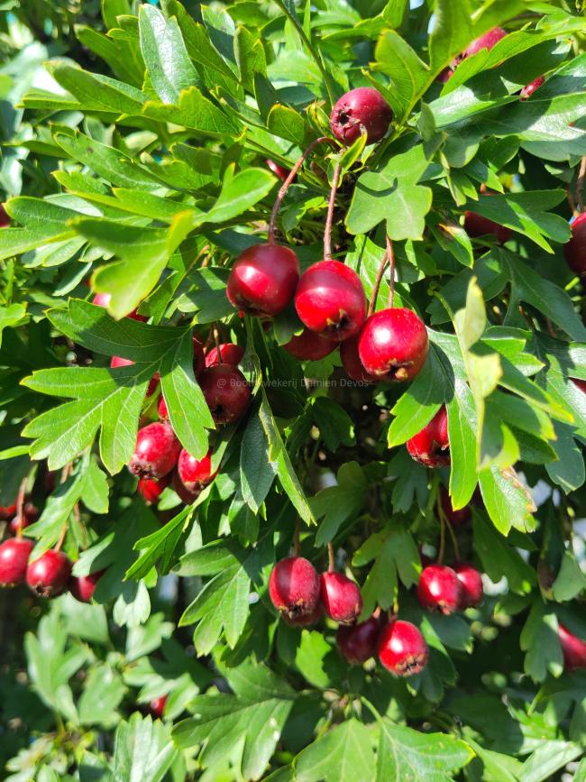 Crataegus monogyna 'Compacta' Crataegus monogyna 'Compacta'