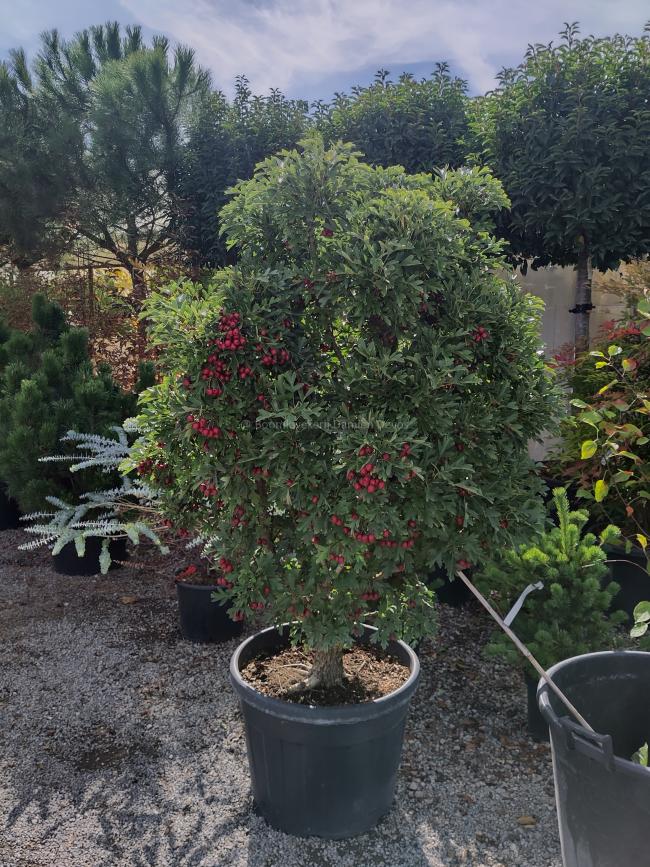Crataegus monogyna 'Compacta' Crataegus monogyna 'Compacta'