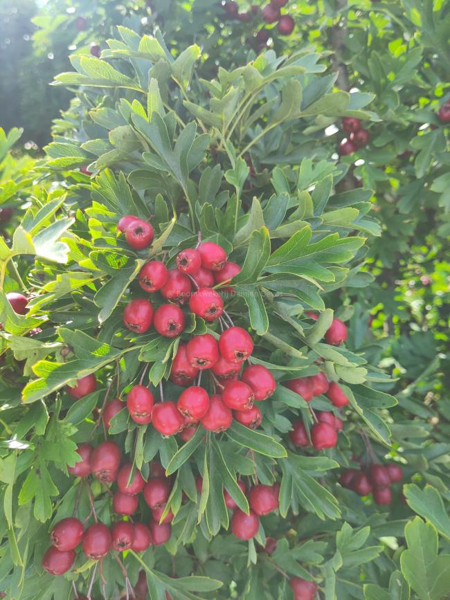 Crataegus monogyna 'Compacta' Crataegus monogyna 'Compacta'