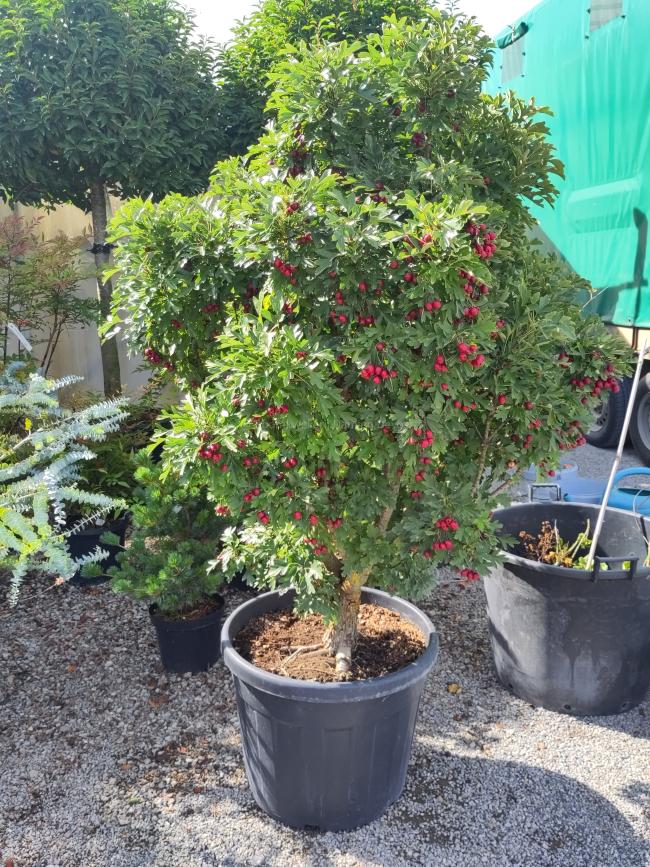 Crataegus monogyna 'Compacta' Crataegus monogyna 'Compacta'