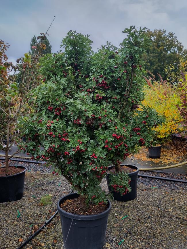 Crataegus monogyna 'Compacta' Crataegus monogyna 'Compacta'