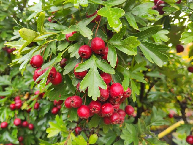 Crataegus monogyna 'Compacta' Crataegus monogyna 'Compacta'