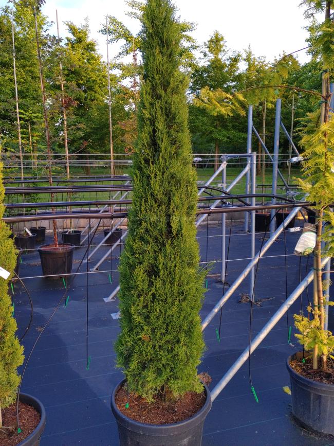 Cupressus sempervirens 'Pyramidalis'