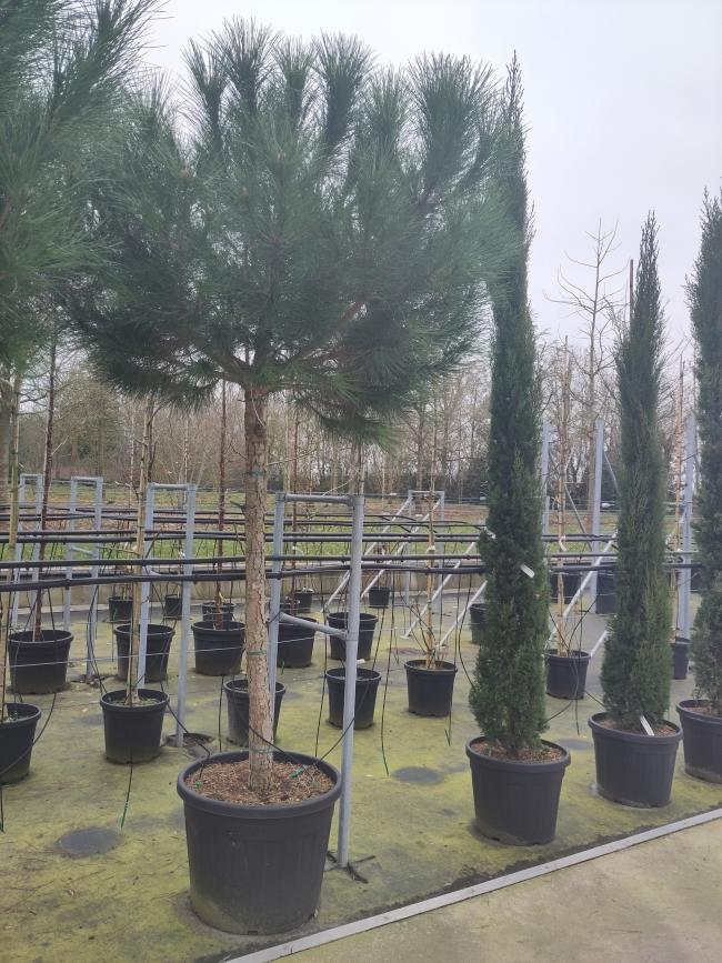Cupressus sempervirens 'Pyramidalis'