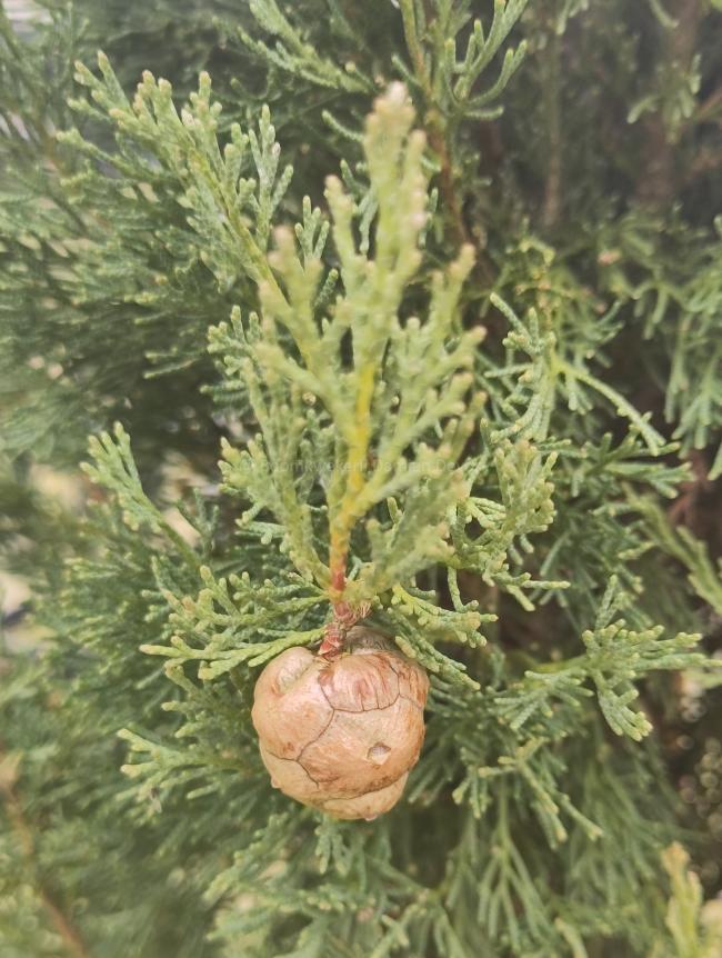 Cupressus sempervirens 'Pyramidalis'