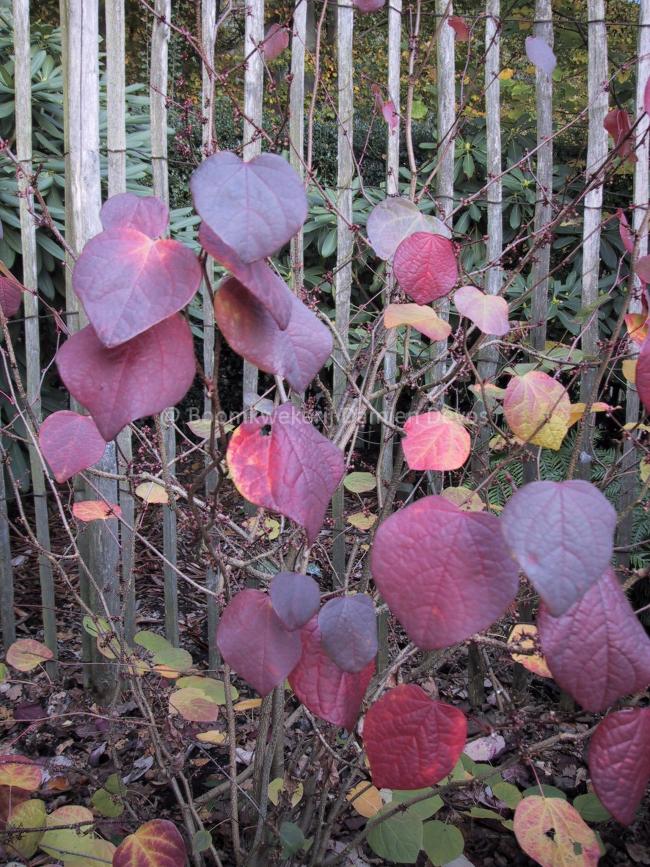 Disanthus cercidifolius 'BSWJ11706'