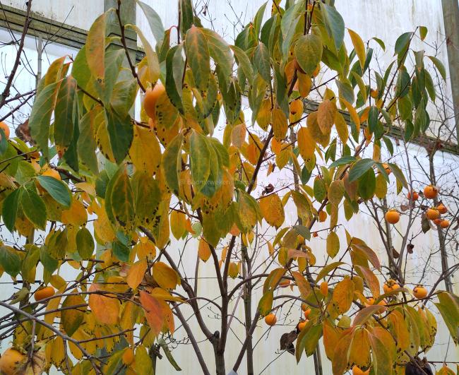 Diospyros kaki 'Sharon'