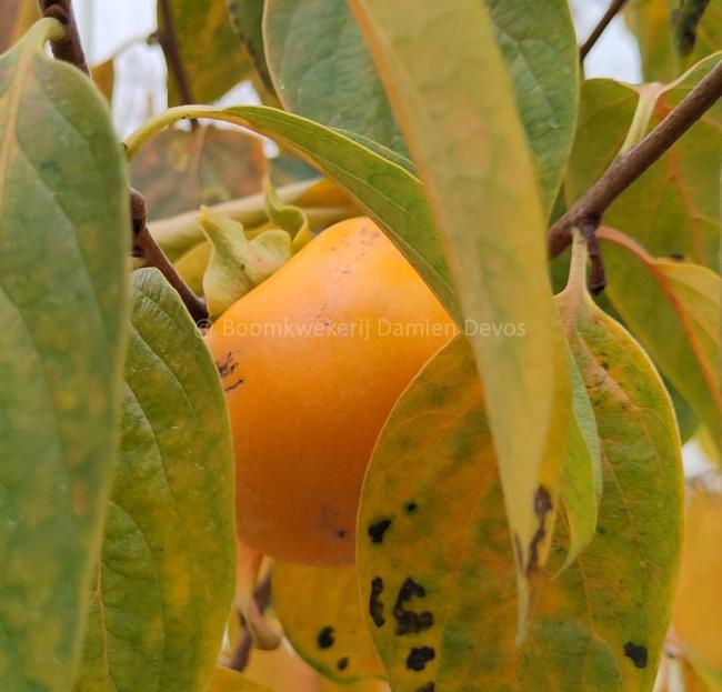 Diospyros kaki 'Sharon'