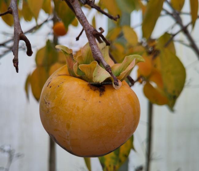 Diospyros kaki 'Tipo'