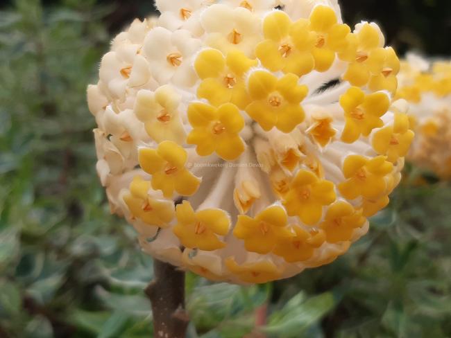 Edgeworthia chrysantha 'Grandiflora'