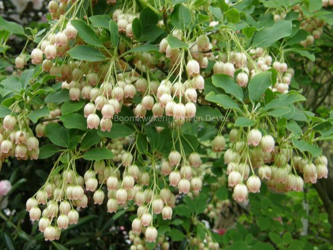 Enkianthus chinensis