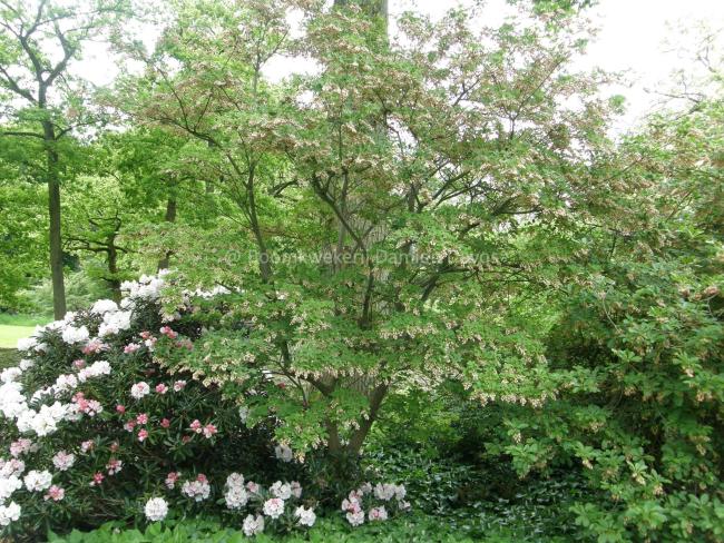 Enkianthus chinensis