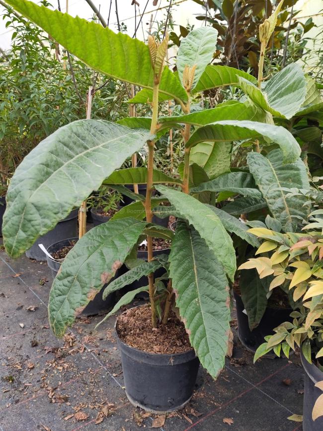 Eriobotrya japonica
