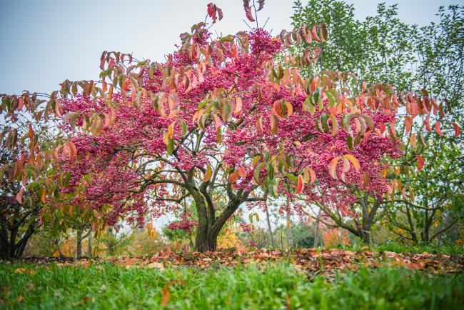 Euonymus maackii