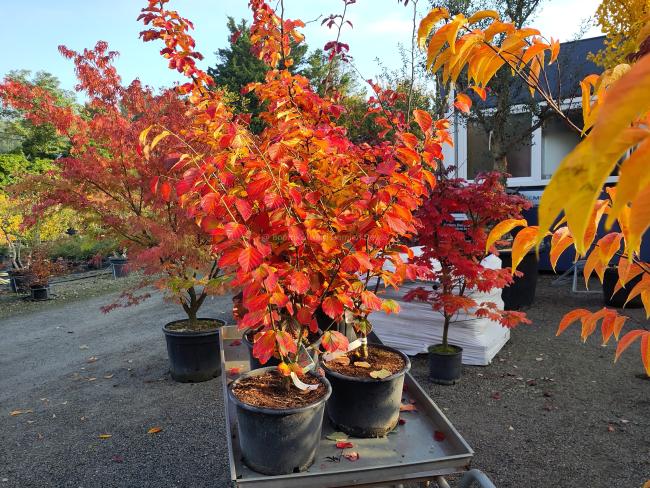 Hamamelis intermedia 'Diane' (x)