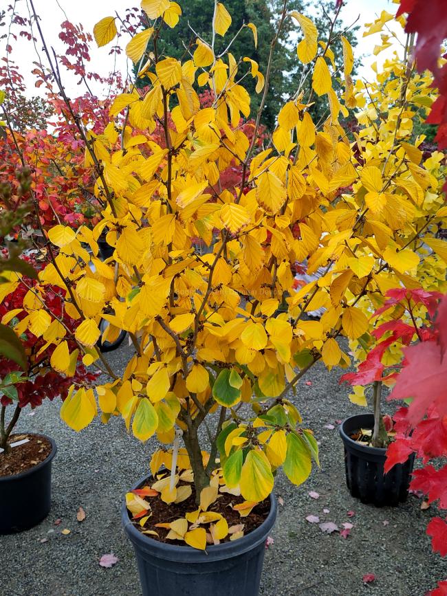 Hamamelis intermedia 'Westerstede' (x)