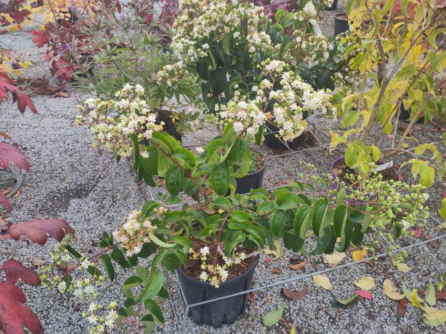 Heptacodium miconioides 'Tianshan' ®