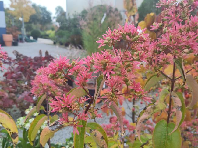 Heptacodium miconioides 'Tianshan' ®