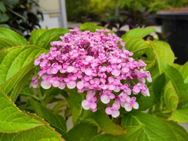 Hydrangea macrophylla 'Ayesha'