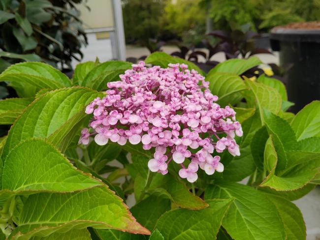 Hydrangea macrophylla 'Ayesha'