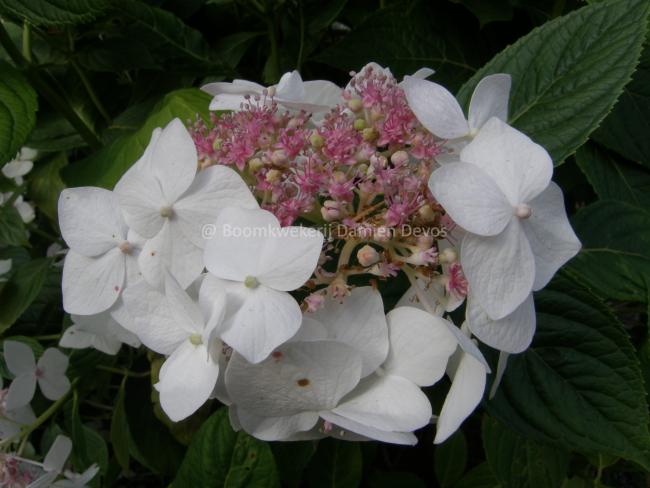 Hydrangea macrophylla 'Lanarth White'