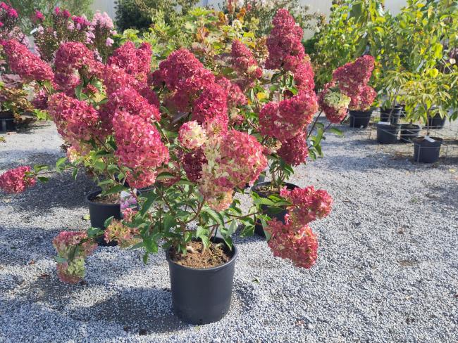 Hydrangea paniculata 'Fraise Melba' ®
