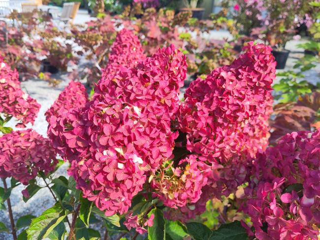 Hydrangea paniculata 'Fraise Melba' ®