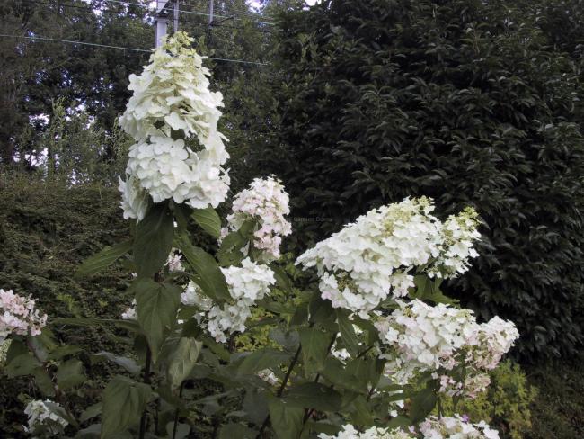 Hydrangea paniculata 'Unique'