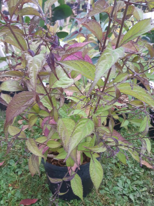 Isodon effusus ( syn. Rabdosia effusa )