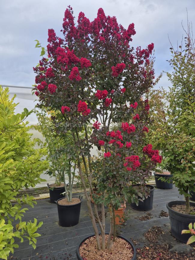 Lagerstroemia 'Dynamite' Lagerstroemia 'Dynamite'