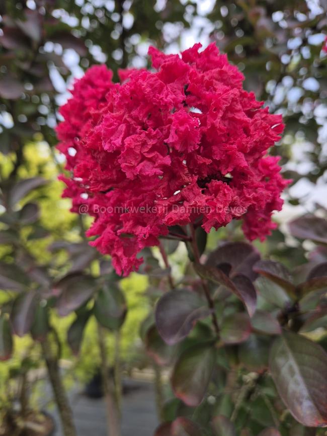 Lagerstroemia 'Dynamite' Lagerstroemia 'Dynamite'