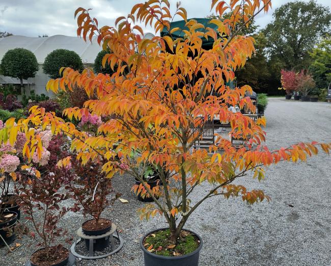 Lagerstroemia fauriei 'Fantasy'
