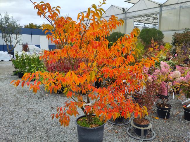 Lagerstroemia fauriei 'Fantasy'