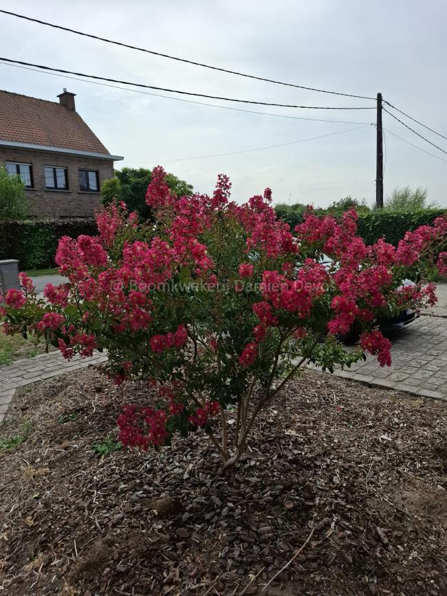 Lagerstroemia indica 'Turenne' Lagerstroemia indica 'Turenne'