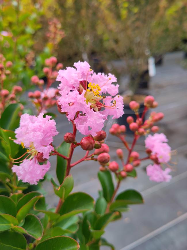 Lagerstroemia 'Powhatan'