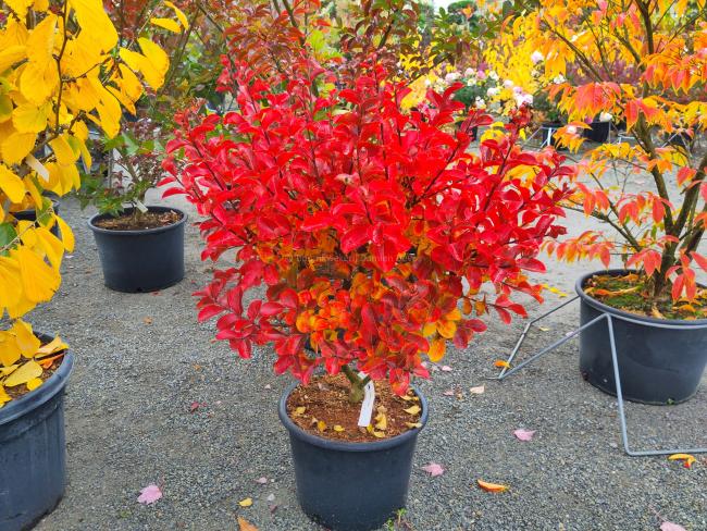 Lagerstroemia 'Powhatan'