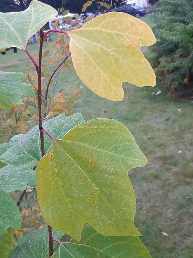 Lindera obtusiloba