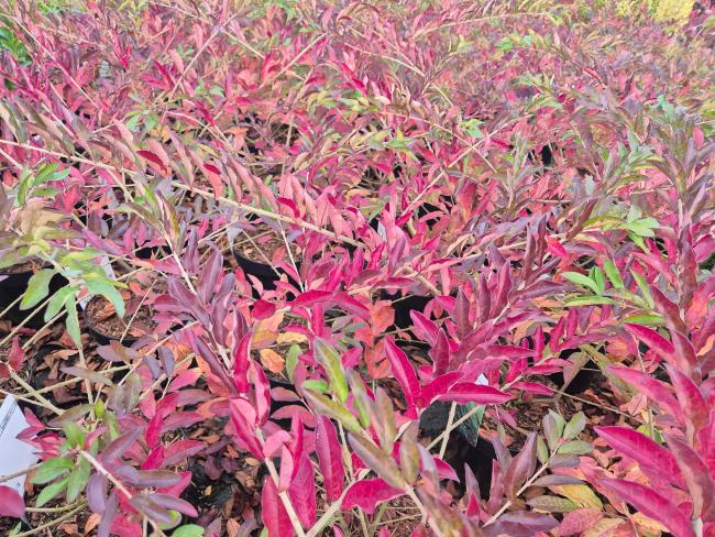 Ligustrum obtusifolium 'Massif'