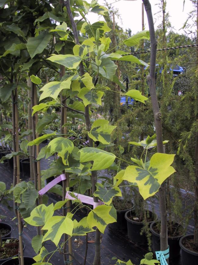 Liriodendron tulipifera 'Aureomarginatum'