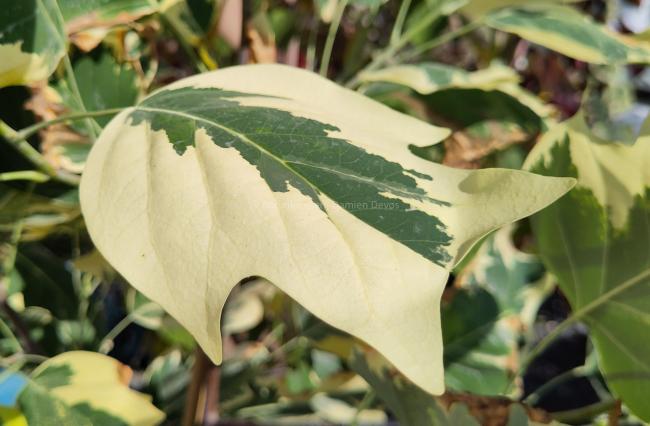 Liriodendron tulipifera 'Snow Bird'