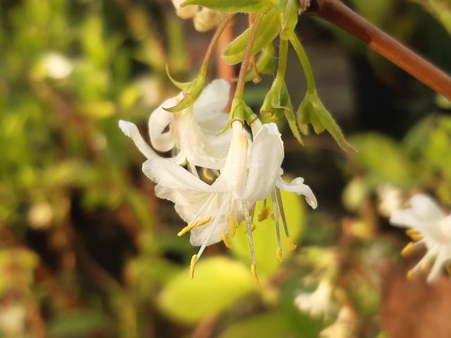 Lonicera purpusii 'Winter Beauty' (x)