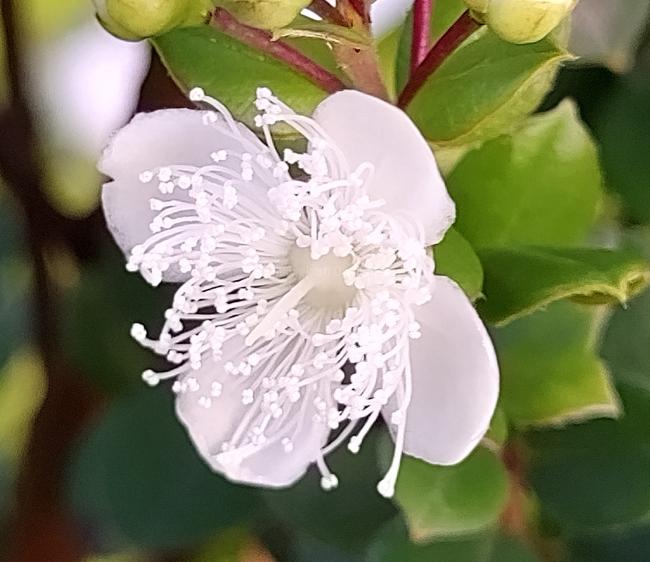 Luma apiculata (Myrtus apiculata)