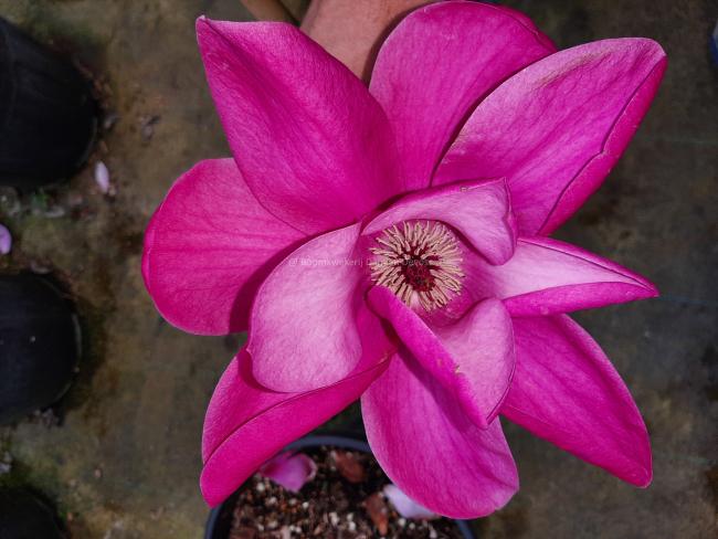 Magnolia 'Anne Leitner'