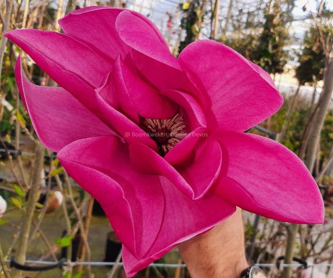 Magnolia 'Anne Leitner'