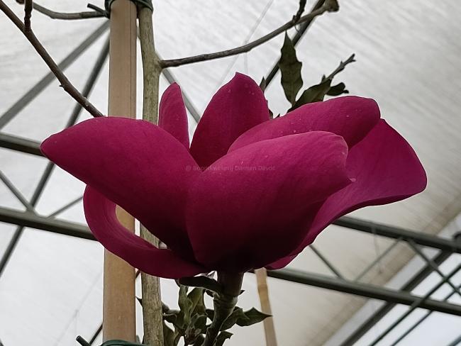 Magnolia 'Anne Leitner'